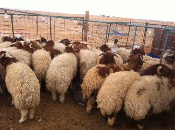 توصيل ذبائح الكويت