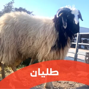 ذبيحة خروف طليان - سلالة محسنة بوزن مثالي ولحم طري قليل الشحوم